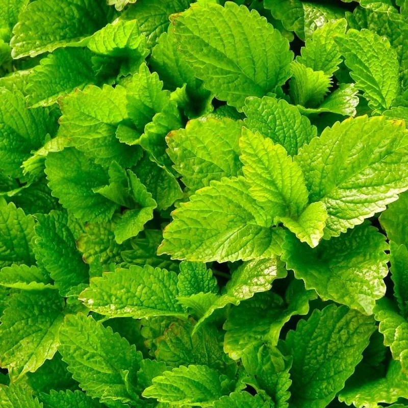 lemon balm